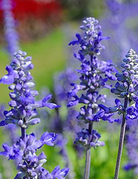 Lavendel / Shutterstock