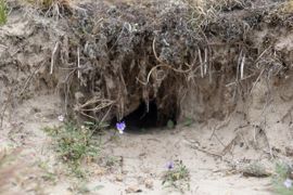 Konijnenhol duingebied Texel/ Marco van de Burgwal, Staatsbosbeheer