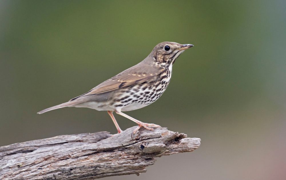 Zanglijster Vogelbescherming