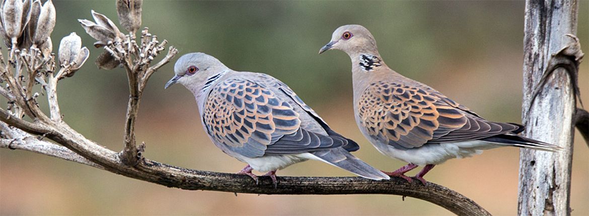 Zomertortel / Birdphoto