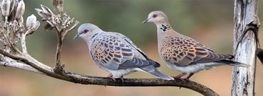 Zomertortel / Birdphoto
