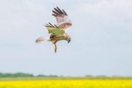 Kiekendief ziet zijn prooi of niet?