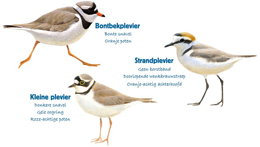 Vogels herkennen: kleine bontbekplevier vs. strandplevier | Vogelbescherming