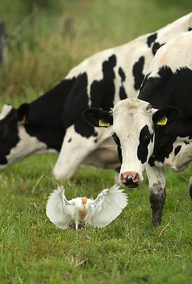 Koereiger / amkeizer - Vogelweb