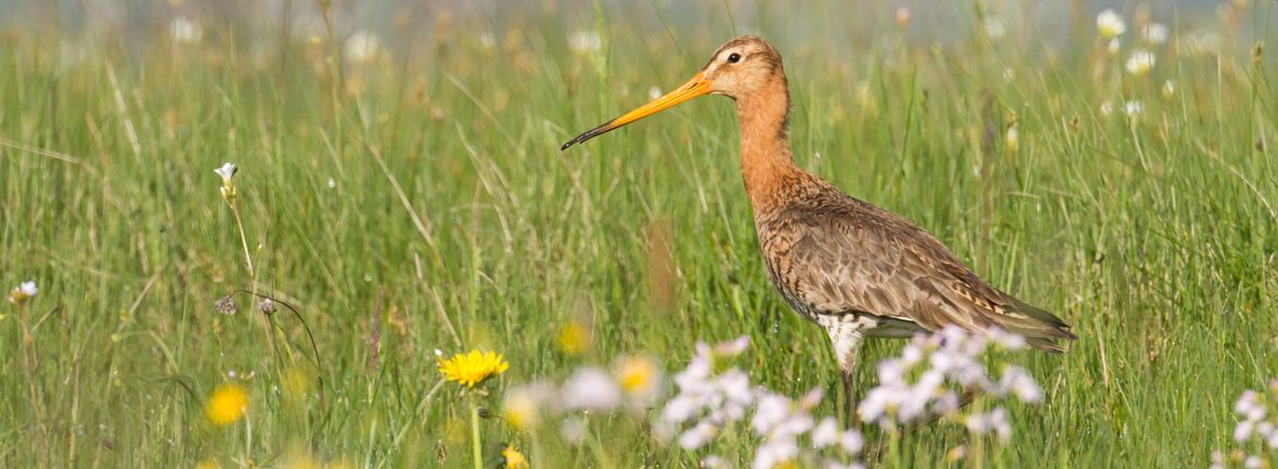 grutto / shutterstock