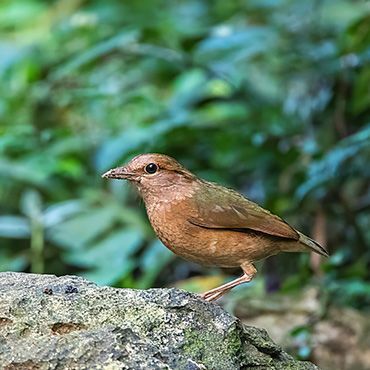 Blue rumped Pitta / Marc Guyt AGAMI