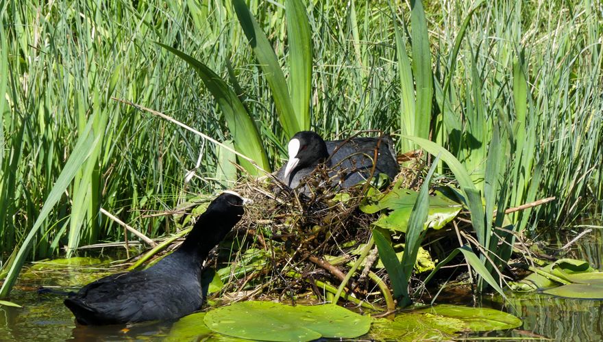 Meerkoet / Rieky Boer Compagner Fotogalerij