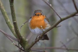 Oogcontact met een roodborstje