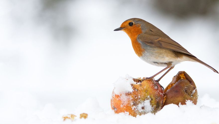 Roodborst / Shutterstock