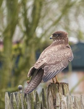 Buizerd op wacht