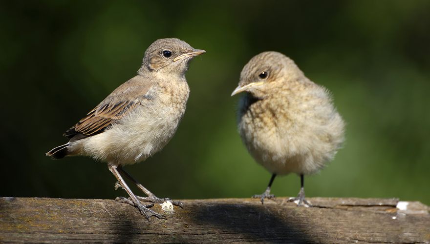 Tapuit jongen / Shutterstock