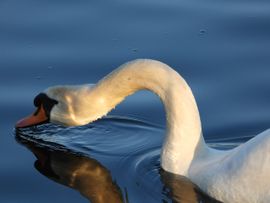 Zwaan neemt slokje water