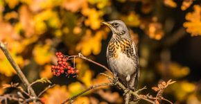 Kramsvogel / Peter Boers Fotogalerij