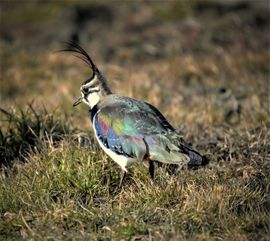 Onze lente bode puur song 