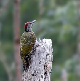 Groene Specht juveniel