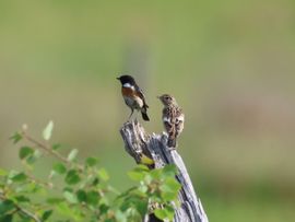 Paartje Roodborsttapuit ging er mooi voor zitten