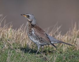 Fouragerend aan de oever van het water