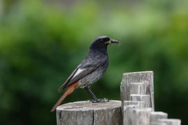 Zwarte roodstaart op weg naar nest