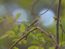 Fluiter zingt zijn hoogste lied in de Staatsbossen op Texel