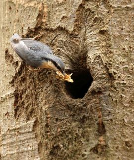 Boomklever met nestmateriaal