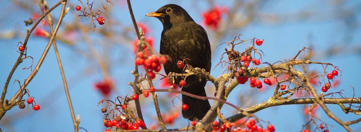 Merel in Gelderse roos / Pixabay