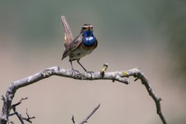 Zingen uit blauwe borst