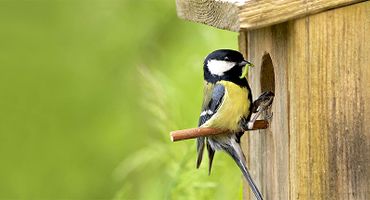 Koolmees op nestkast / Shutterstock