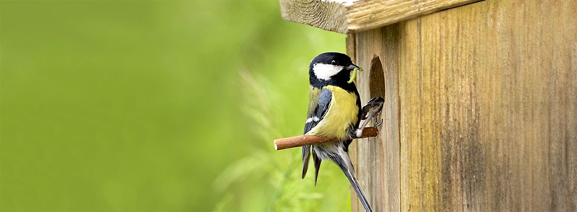 Koolmees op nestkast / Shutterstock