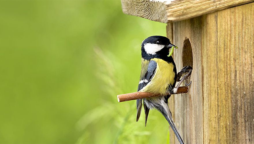 Koolmees op nestkast / Shutterstock