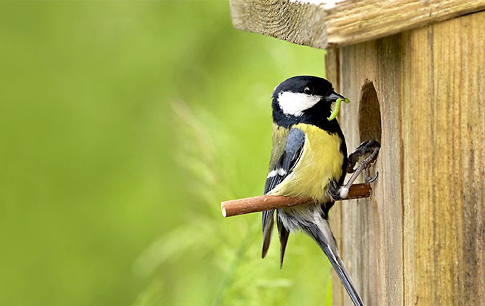 Betrouwbaar Productiecentrum camera Nestkasten | Vogelbescherming