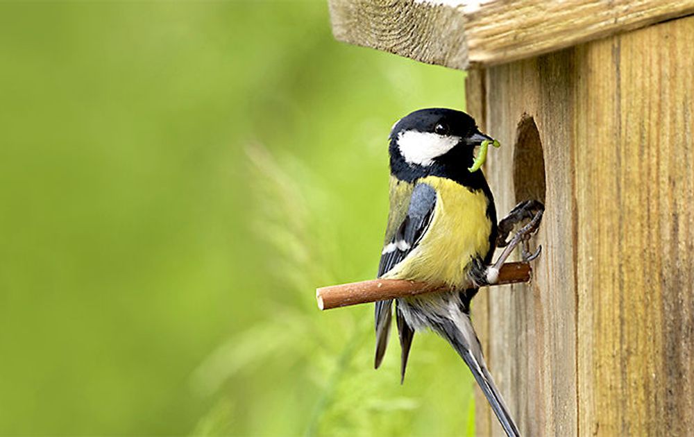 | Vogelbescherming