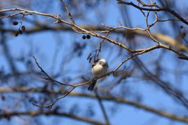 Witkopstaartmees verdwaalt in groep staartmezen