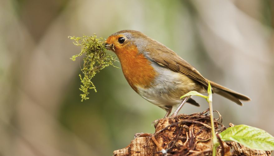 Roodborst /  Shutterstock
