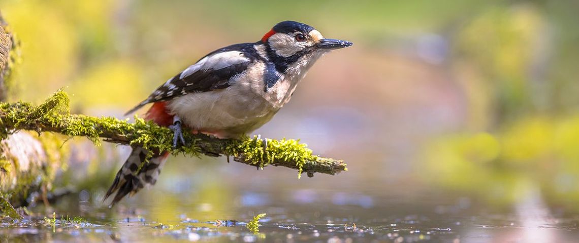 Grote bonte specht / Shutterstock