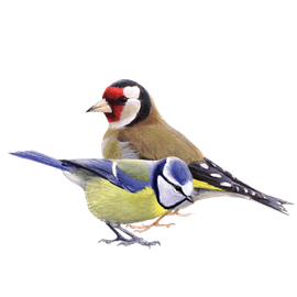 Pimpelmees en putter / Elwin van der Kolk