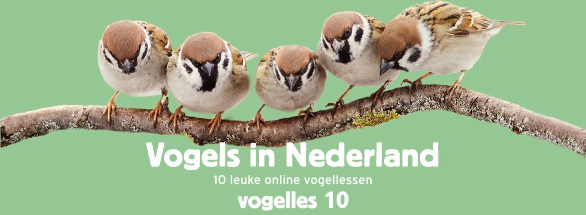 Header Vogels in Nederland