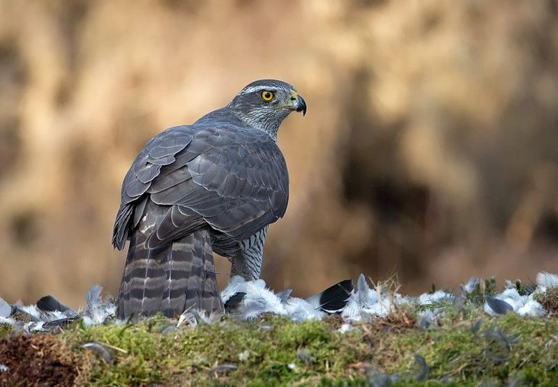 havik/ Jankees Schwiebbe- Birdphoto