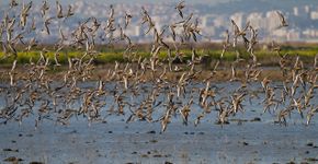 Grutto in rijstvelden Portugal / Jouke Altenburg