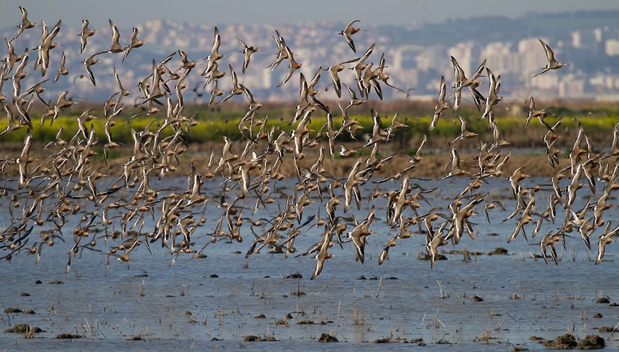 Grutto in rijstvelden Portugal / Jouke Altenburg