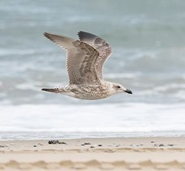 Zilvermeeuw / Marc Guyt, AGAMI