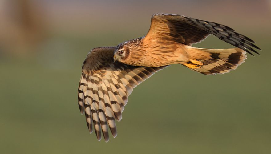 Blauwe kiekendief / Johan Horneman