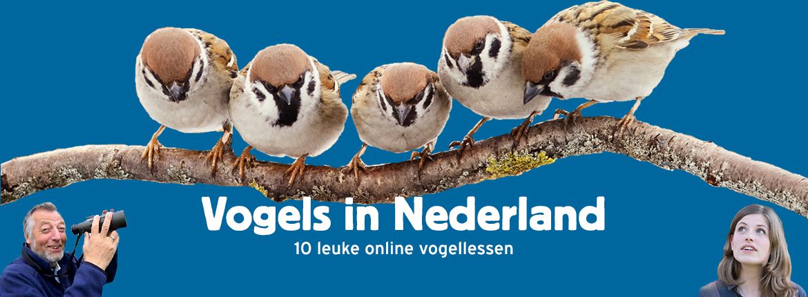 Vogels in Nederland 
