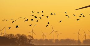 Windmolens en vogels / Shutterstock