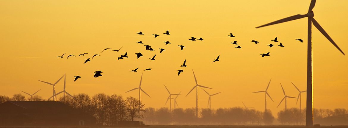 Windmolens en vogels / Shutterstock