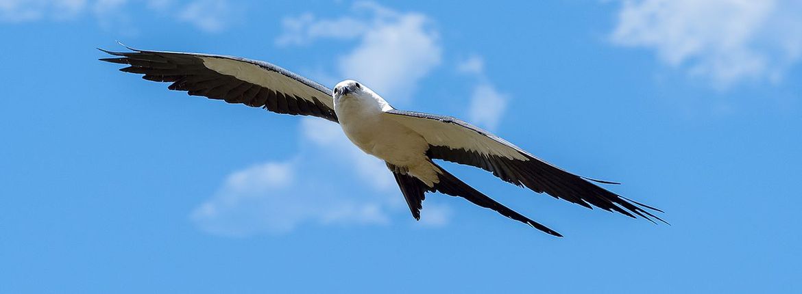 Zwaluwstaartwouw  / Shutterstock