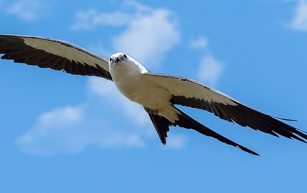 Harpy Eagle Flying  Harpij, Huisdier vogel, Adelaar