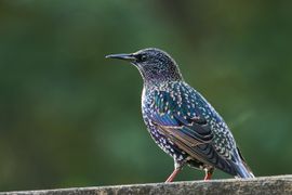 Spreeuw in winterkleed