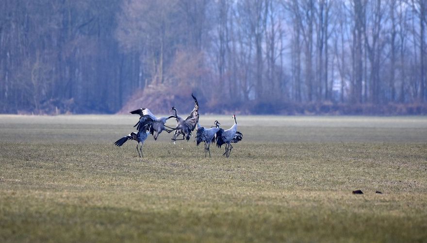 Kraanvogels / HermanFeenstra