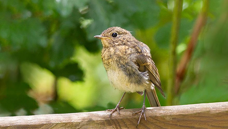 Roodborst / Adri de Groot - Vogeldagboek