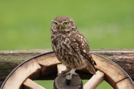 Steenuil in juni op zoek naar eten voor de jongen